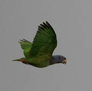 Blue-headed Parrot