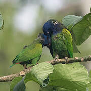 Blue-headed Parrot