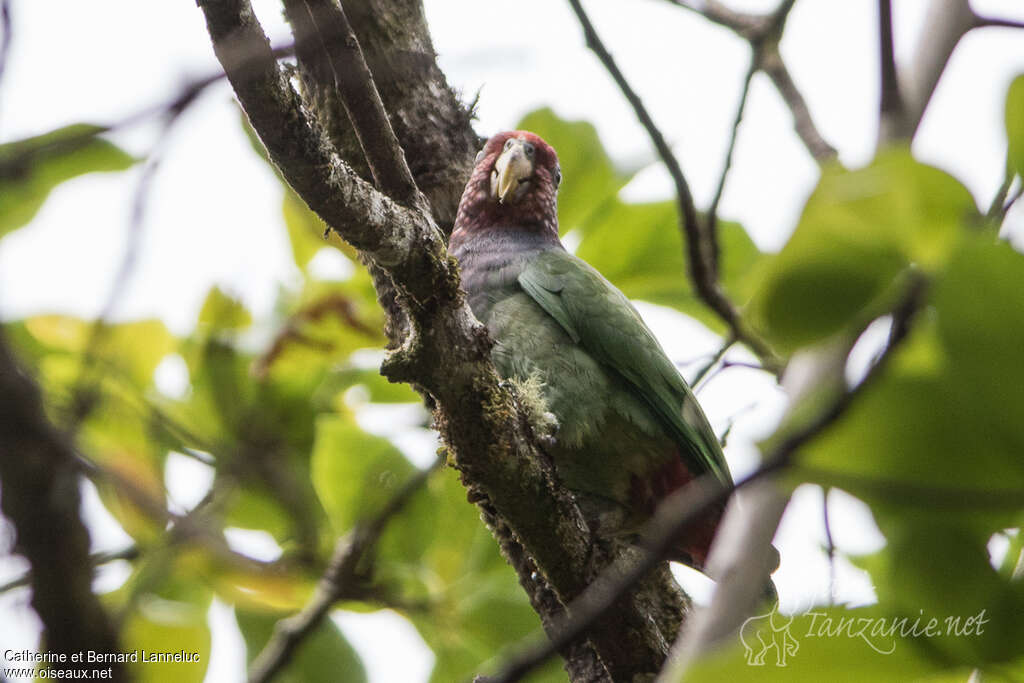 Plum-crowned Parrotadult, identification