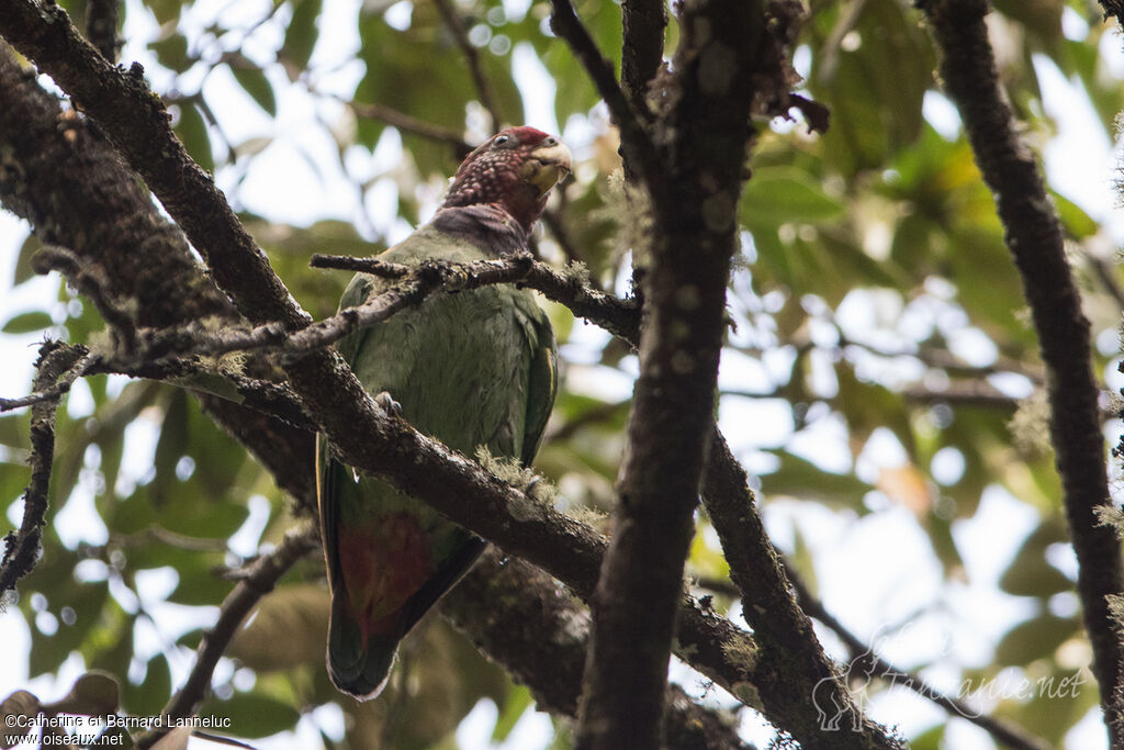 Plum-crowned Parrotadult