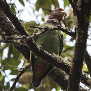 Plum-crowned Parrot