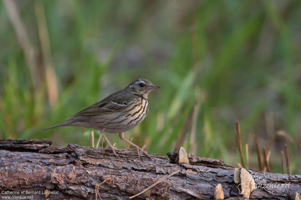 Pipit à dos oliveadulte, identification