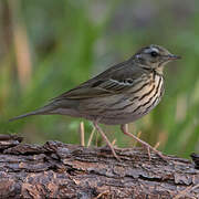 Pipit à dos olive