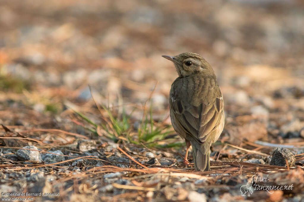 Olive-backed Pipitadult, pigmentation