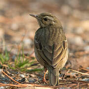 Olive-backed Pipit