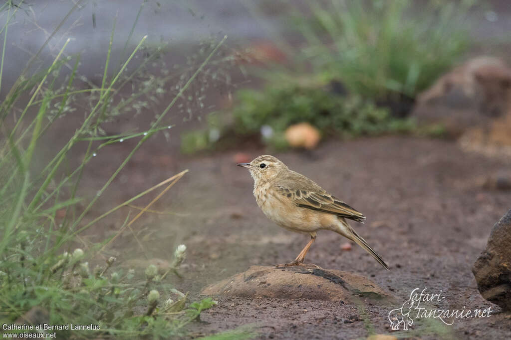 Pipit à dos uniimmature, identification