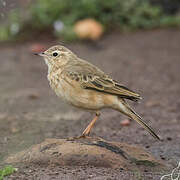 Plain-backed Pipit