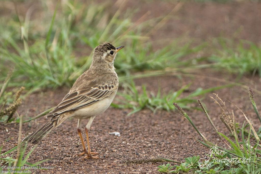 Plain-backed Pipitadult