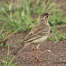 Pipit à dos uni