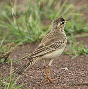 Pipit à dos uni