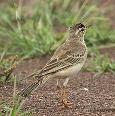 Pipit à dos uni