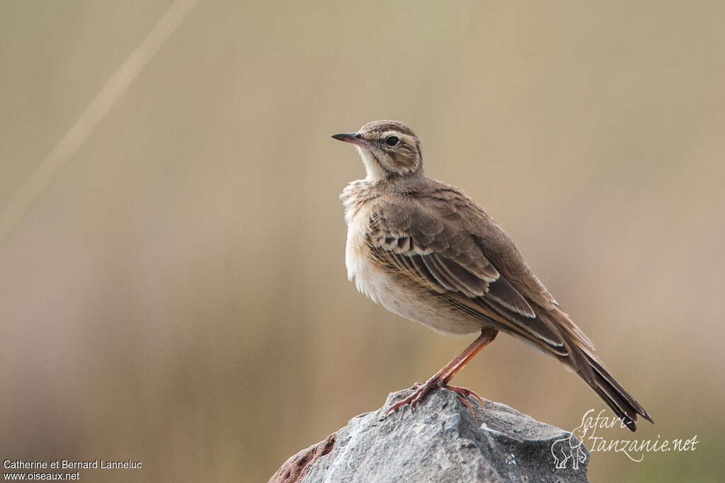 Pipit à dos uniadulte, identification, Comportement