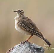 Plain-backed Pipit