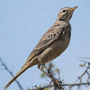 Pipit à dos uni