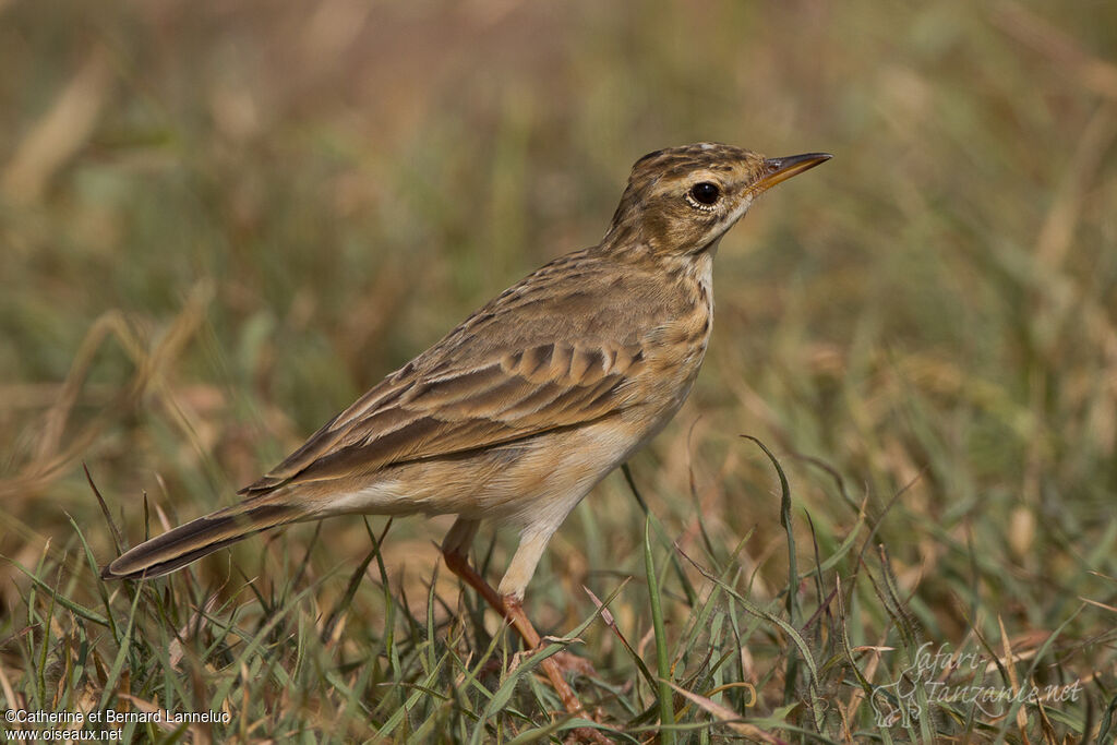 Pipit africainadulte, identification