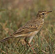 Pipit africain