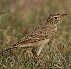 Pipit africain