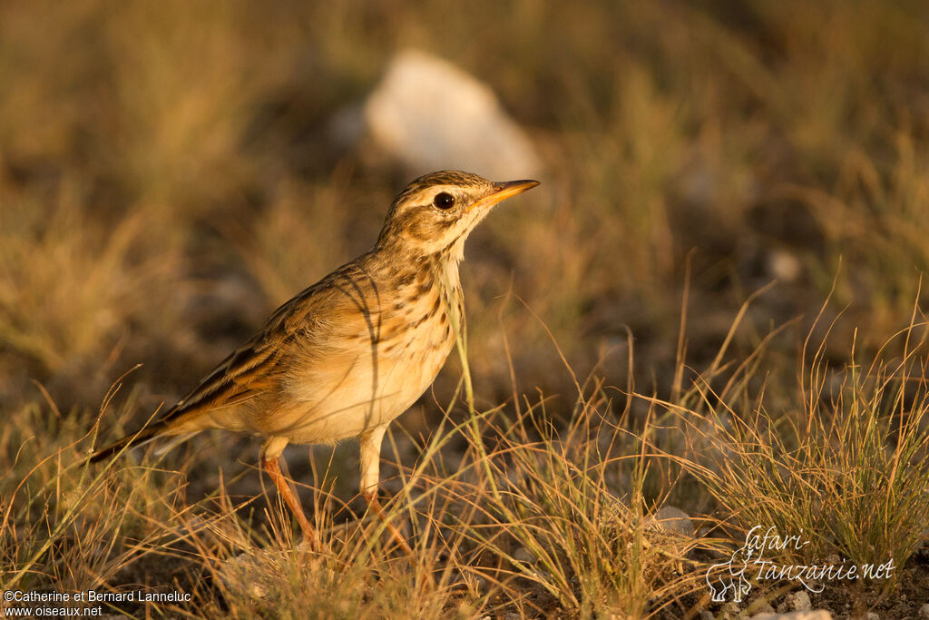 Pipit africainadulte, identification