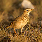 Pipit africain