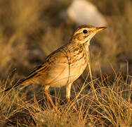 African Pipit