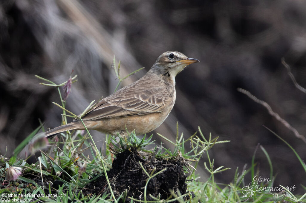 Pipit africainadulte, identification