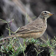 African Pipit