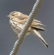 Tree Pipit