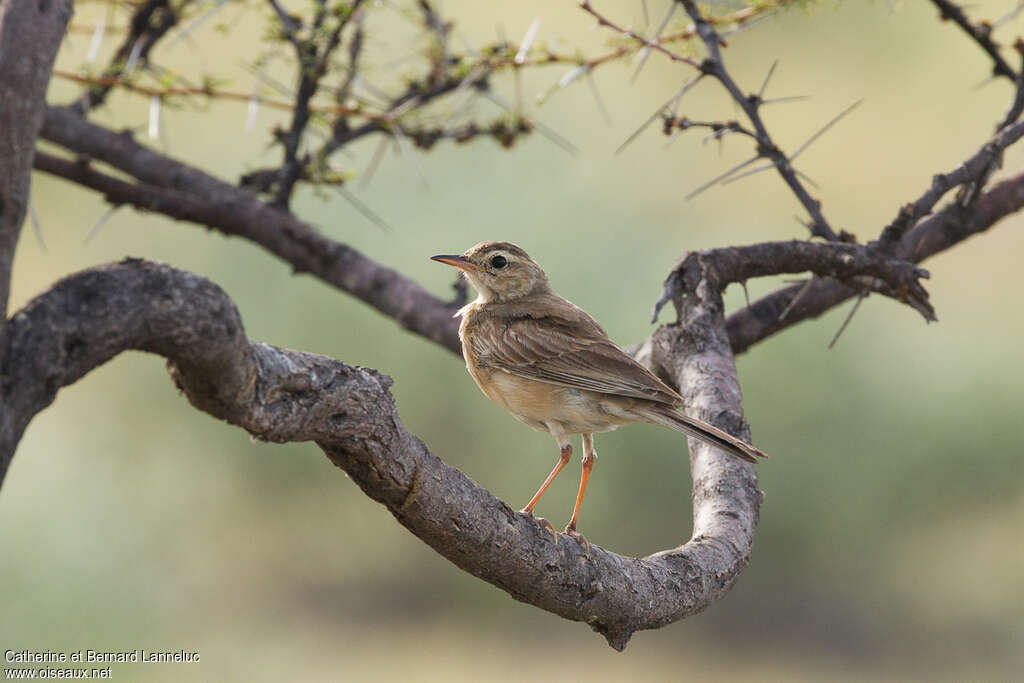 Pipit du Vaaladulte, identification