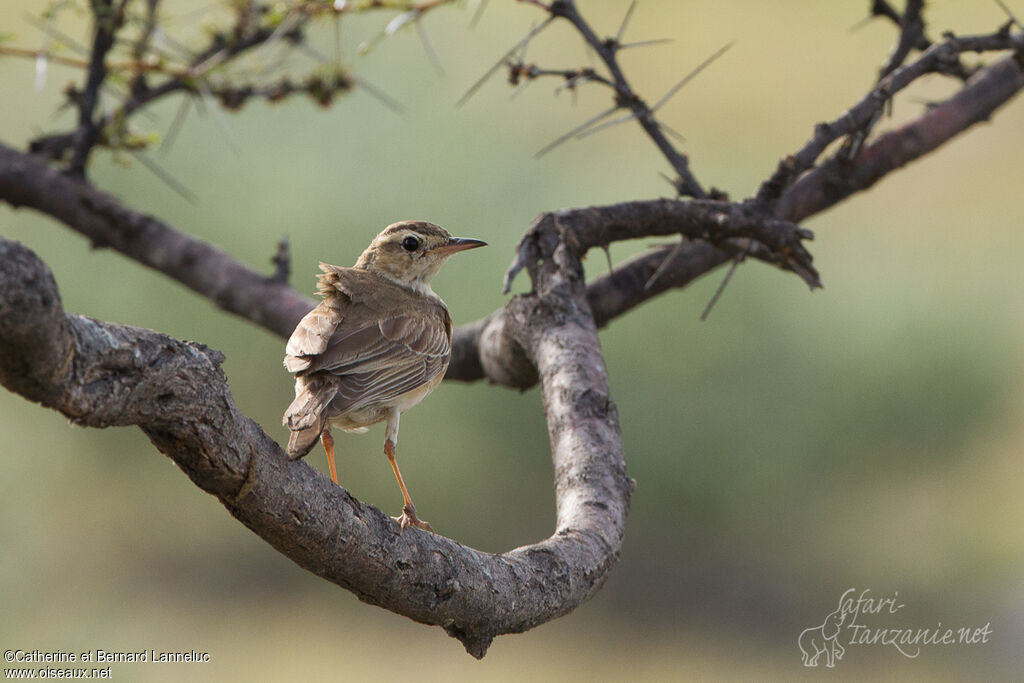 Pipit du Vaaladulte