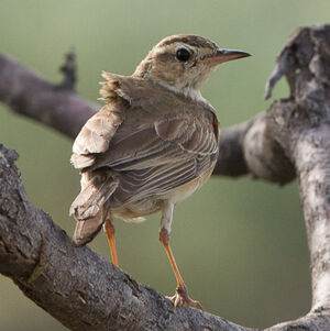 Pipit du Vaal