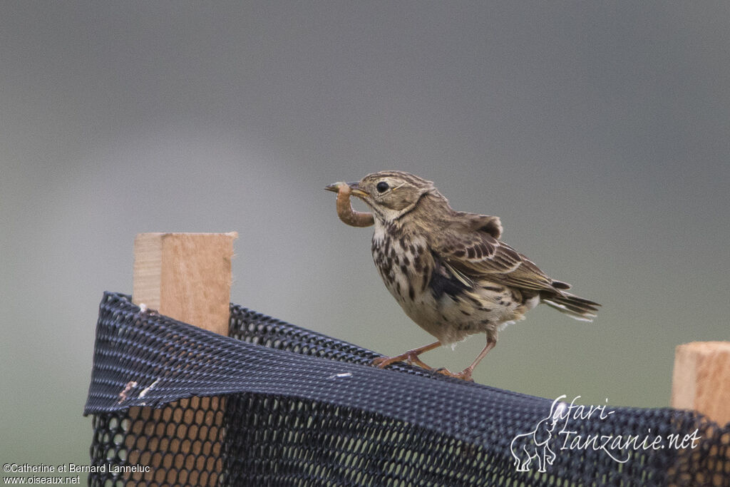 Pipit farlouseadulte, régime