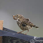 Pipit farlouse