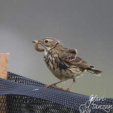 Pipit farlouse