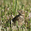 Pipit farlouse