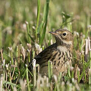 Meadow Pipit