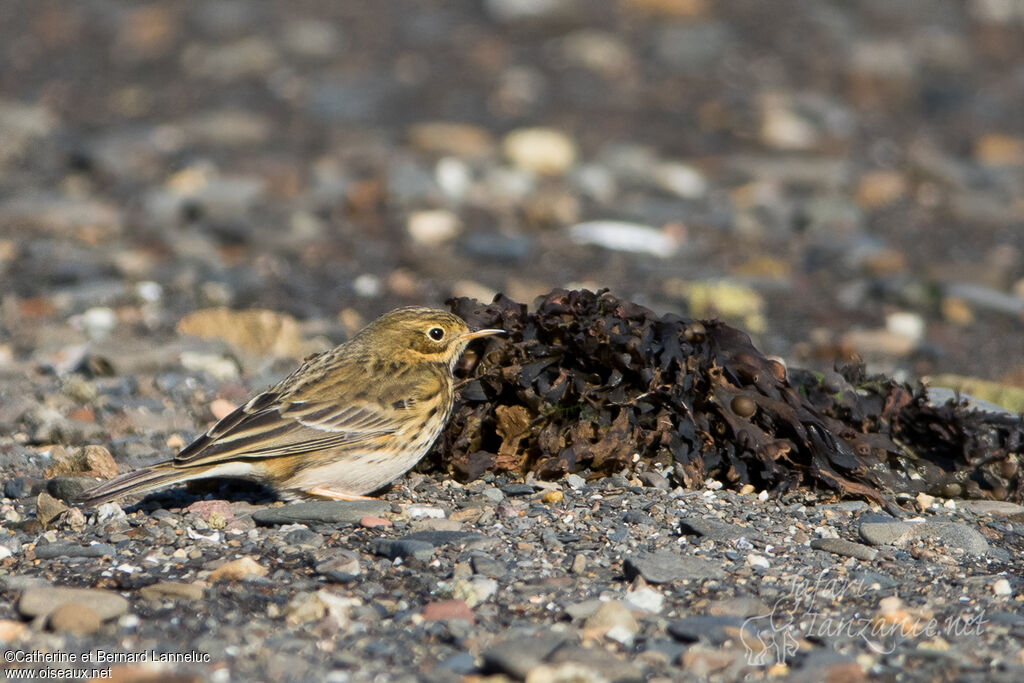 Meadow Pipitadult, identification