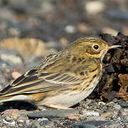 Meadow Pipit