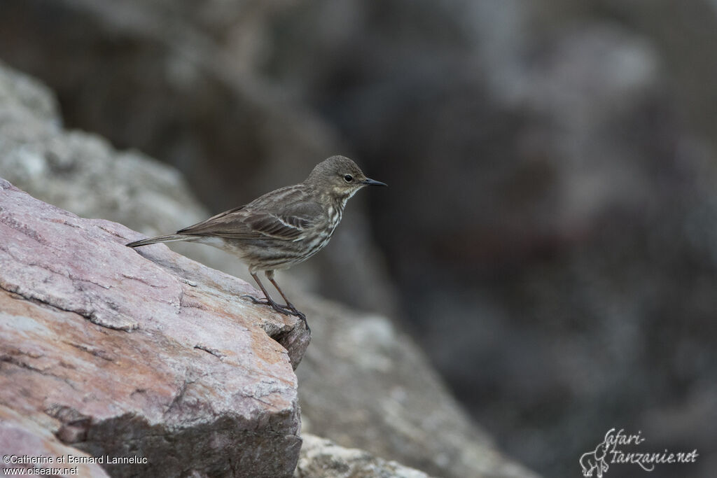 Pipit maritimeadulte