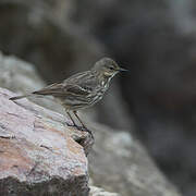 Eurasian Rock Pipit