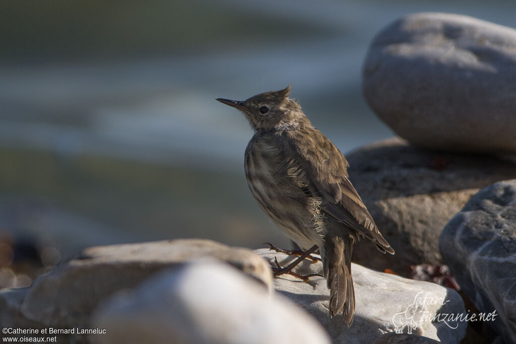 Eurasian Rock Pipitadult, identification