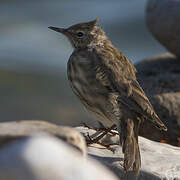 European Rock Pipit