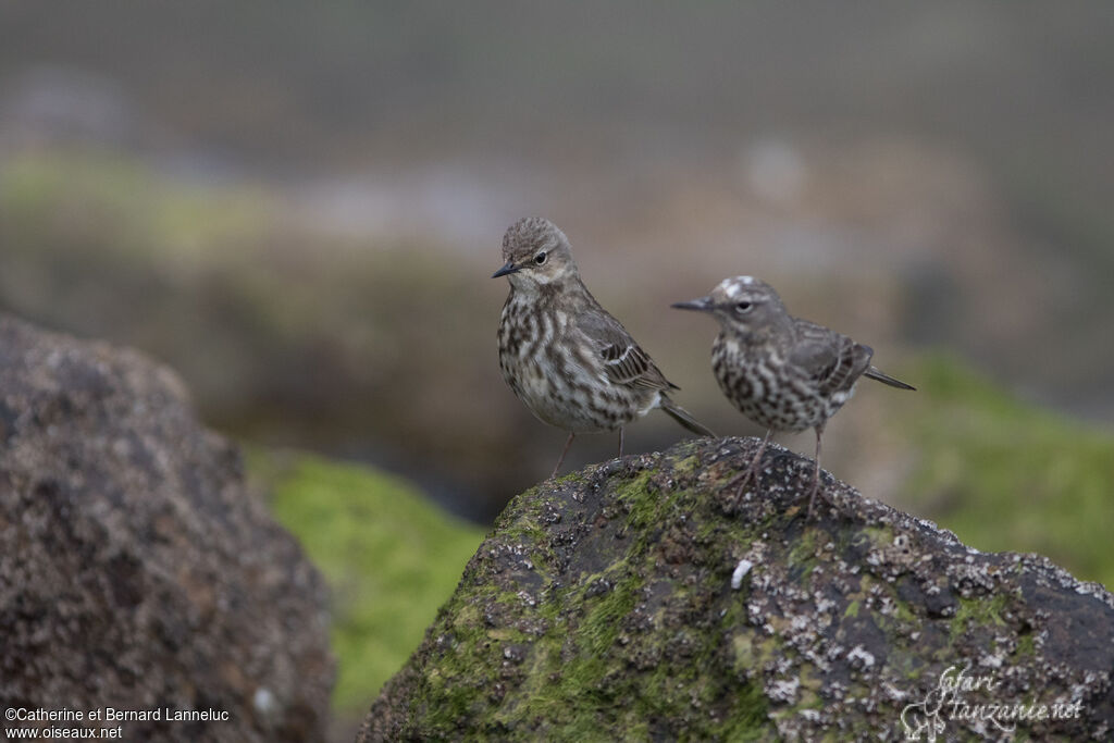 Pipit maritimeadulte