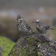 European Rock Pipit