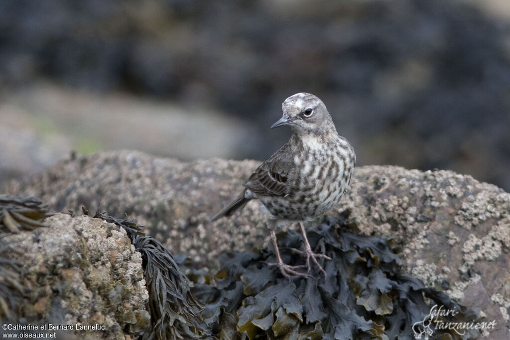 Pipit maritimeadulte