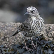 European Rock Pipit