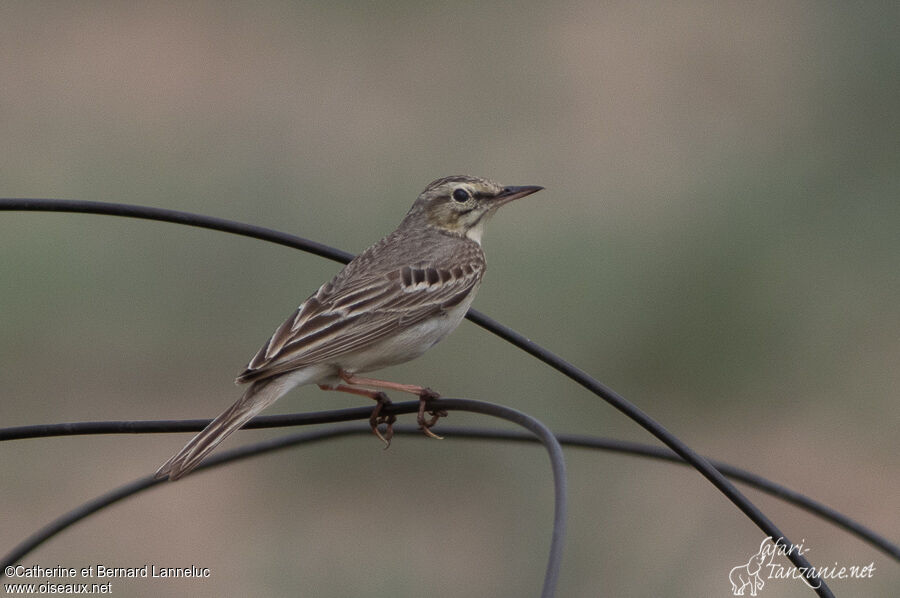 Pipit rousselineadulte, identification