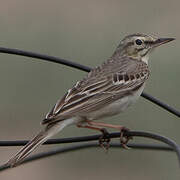 Tawny Pipit