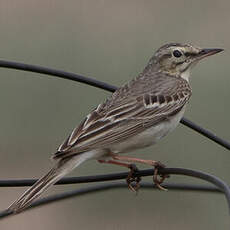 Pipit rousseline