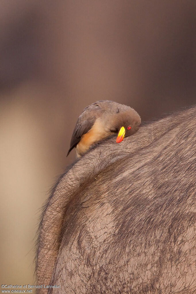 Yellow-billed Oxpeckeradult, Behaviour