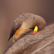 Yellow-billed Oxpecker